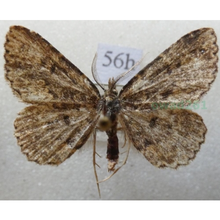 Parascotia fuliginaria (Linnaeus, 1761) male Hubiarka sadzówka Czech56h